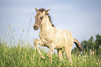 Icelandic horse foal