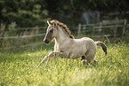 Icelandic horse foal