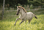 Icelandic horse foal