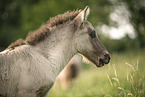 Icelandic horse foal