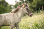 Icelandic horse foal