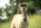 Icelandic horse foal