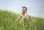 Icelandic horse foal