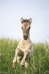 Icelandic horse foal