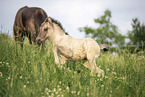 Icelandic horses