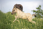 Icelandic horses