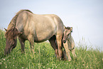 Icelandic horses