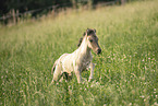 Icelandic horse foal