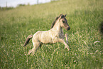 Icelandic horse foal