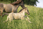 Icelandic horses