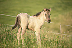 Icelandic horse foal