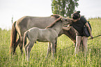 Icelandic horses