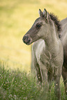 Icelandic horse foal