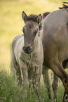 Icelandic horses