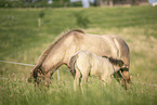 Icelandic horses