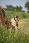 Icelandic horses