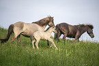 Icelandic horses