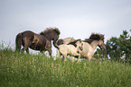 Icelandic horses