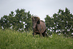 Icelandic horse