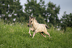 Icelandic horse foal
