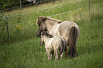 Icelandic horses