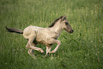 Icelandic horse foal