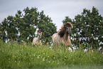 Icelandic horses