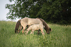 Icelandic horses