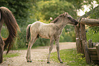 Icelandic horse foal