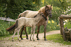 Icelandic horses