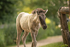 Icelandic horse foal