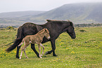 Icelandic horses