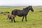 Icelandic horses
