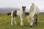Icelandic horses