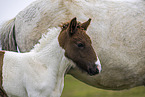 Icelandic horses