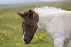 Icelandic horse foal