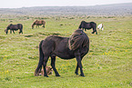 Icelandic horses