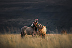 Icelandic horse