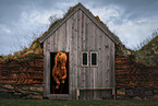 Icelandic horse