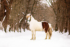 Icelandic horse