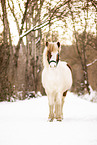 Icelandic horse