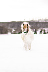 Icelandic horse