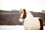 Icelandic horse