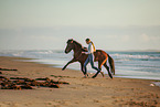 Icelandic horse