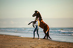 Icelandic horse