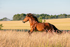Icelandic horse