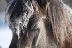 icelandic horse in winter