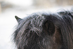 icelandic horse in winter