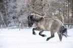 icelandic horse in winter