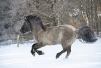 icelandic horse in winter